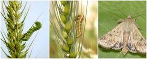 uploads/images/pest/wheat pod borer.jpg